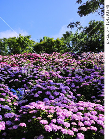 青空に映える紫陽花 青空に映える紫陽花 114393248