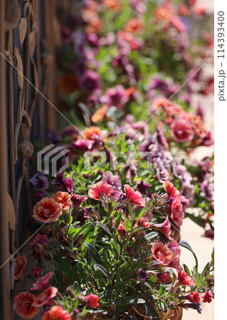 ガーデニング ガーデニング 114393400