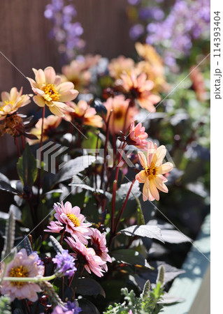 ガーデニング 114393404