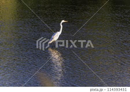 朝の光を浴びて池に佇む白鷺 朝の光を浴びて池に佇む白鷺 114393431