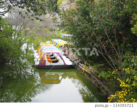 善福寺公園 114393721