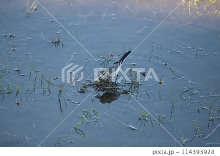 餌を探して食べているセキレイ 114393928