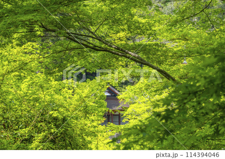 新緑の季節　談山神社　木々の隙間から見える権殿 114394046