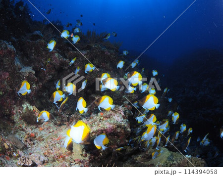 カスミチョウチョウウオ 114394058