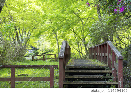 新緑の季節 談山神社 新緑が美しい参道 新緑の季節 談山神社 新緑が美しい参道 114394163