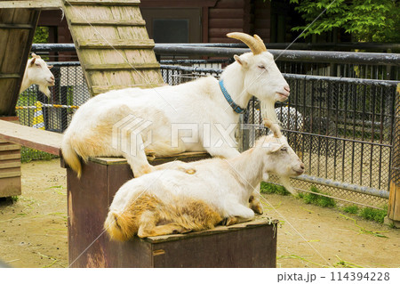 ヤギ ヤギ 114394228
