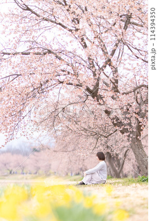 北浅羽の安行桜と若い女性の絶景ポートレート 114394350