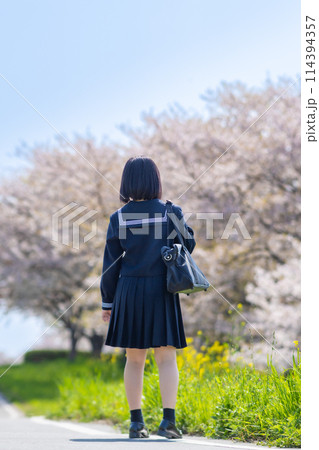 春に通学する女子高校生の後ろ姿 春に通学する女子高校生の後ろ姿 114394357