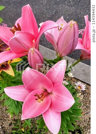 flower(今日の花) flower(今日の花) 114394432