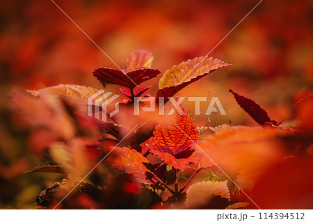秋の森林公園に咲くコリウスの花 秋の森林公園に咲くコリウスの花 114394512