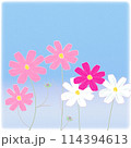 秋桜(コスモス) 秋桜(コスモス) 114394613