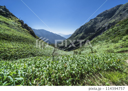 焼岳(硫黄岳)の山並み 熊笹に覆われた登山道【長野県・上高地ルート】 焼岳(硫黄岳)の山並み 熊笹に覆われた登山道【長野県・上高地ルート】 114394757
