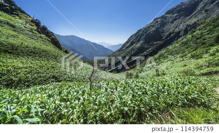 焼岳(硫黄岳)の山並み 熊笹に覆われた登山道【長野県・上高地ルート】 焼岳(硫黄岳)の山並み 熊笹に覆われた登山道【長野県・上高地ルート】 114394759