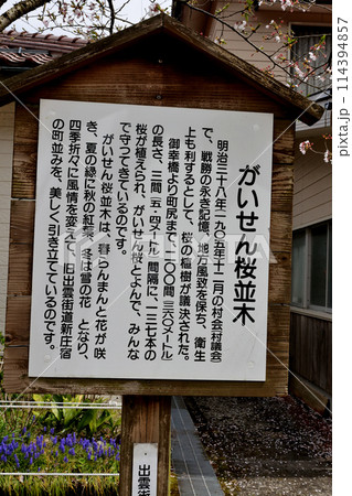 新庄村 がいせん桜 がいせん桜並木説明看板 新庄村 がいせん桜 がいせん桜並木説明看板 114394857