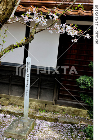 新庄村 がいせん桜 がいせん桜並木 阪神タイガース 新庄剛志選手 来村記念右足形 新庄村 がいせん桜 がいせん桜並木 阪神タイガース 新庄剛志選手 来村記念右足形 114395169