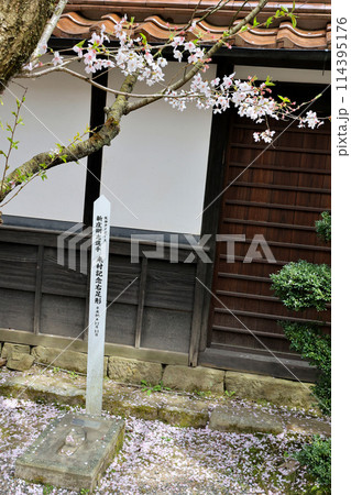 新庄村 がいせん桜 がいせん桜並木 阪神タイガース 新庄剛志選手 来村記念右足形 新庄村 がいせん桜 がいせん桜並木 阪神タイガース 新庄剛志選手 来村記念右足形 114395176