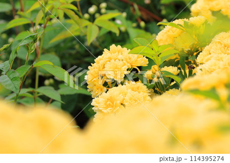 満開の木香薔薇（モッコウバラ） 114395274