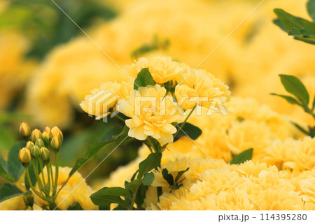 満開の木香薔薇(モッコウバラ) 満開の木香薔薇(モッコウバラ) 114395280