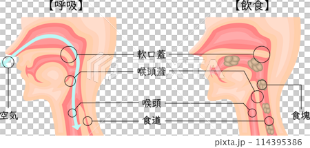 飲食 呼吸 嚥下性無呼吸 イラスト 日本語 飲食 呼吸 嚥下性無呼吸 イラスト 日本語 114395386