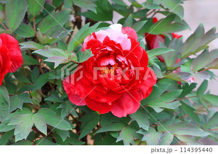 西新井大師　牡丹園　（足立区西新井）　　　 114395440