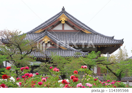 西新井大師　牡丹園と大本堂　（足立区西新井）　　　 114395566