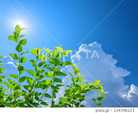 桑の葉と青空 114396221