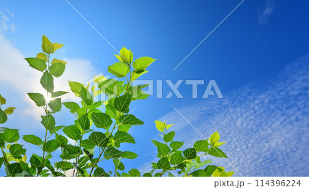 桑の葉と青空 114396224