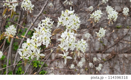 Amelanchier asiatica 114396318