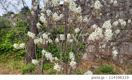 Amelanchier asiatica 114396319