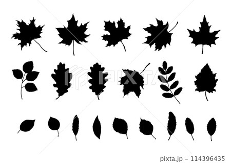 Maple, birch tree and oak leaves silhouette set. Hand drawn fall illustrations 114396435