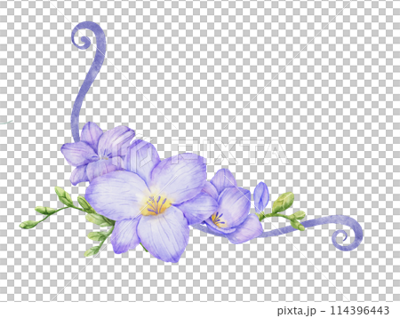 Watercolor corner with violet freesia flower. Hand drawn floral frame 114396443