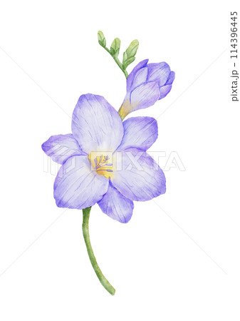 Watercolor freesia violet flower bud. Hand drawn color drawing Watercolor freesia violet flower bud. Hand drawn color drawing 114396445