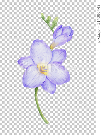 Watercolor freesia violet flower bud. Hand drawn color drawing Watercolor freesia violet flower bud. Hand drawn color drawing 114396445