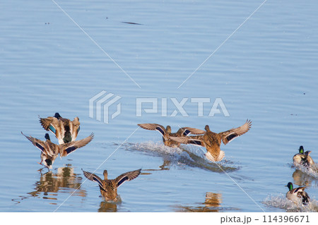 飛翔する綺麗なカルガモ(カモ科)の群れ。日本国栃木県栃木市、渡良瀬遊水地にて。 ラムサール条約登録。 飛翔する綺麗なカルガモ(カモ科)の群れ。日本国栃木県栃木市、渡良瀬遊水地にて。 ラムサール条約登録。 114396671