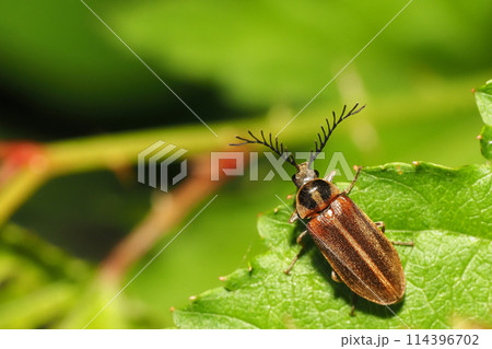 ヒゲナガハナノミ(オス) ヒゲナガハナノミ(オス) 114396702