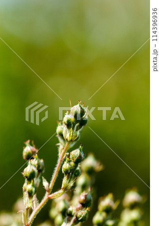 信濃川・やすらぎ堤の野薔薇の蕾 信濃川・やすらぎ堤の野薔薇の蕾 114396936