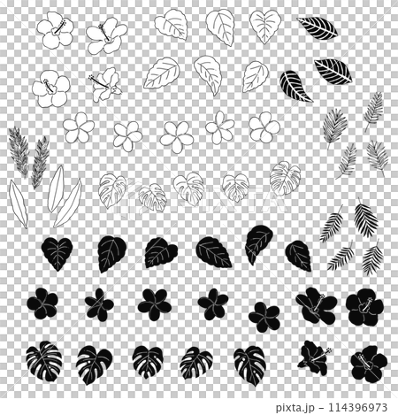 Hand-drawn line drawing illustration of tropical plants 114396973
