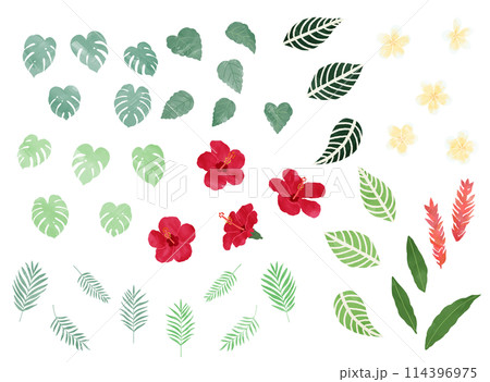水彩風_トロピカルな花と葉っぱのイラスト素材 114396975