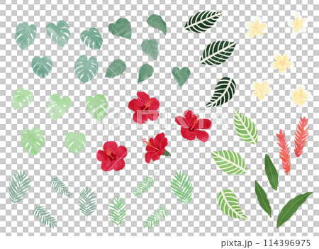 水彩風格_熱帶花葉插畫素材 114396975