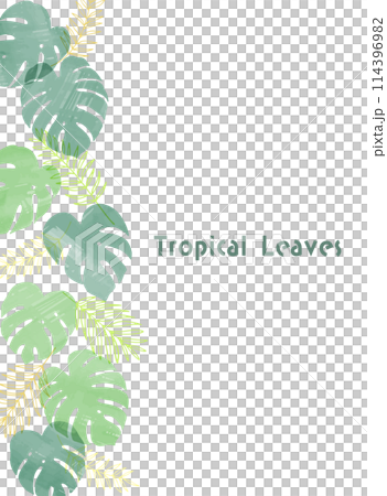 手繪熱帶植物龜背竹框架圖_垂直 114396982