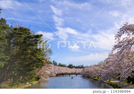 弘前城公園　青空と西濠の桜　遠く春陽橋を観る　青森県 114396994
