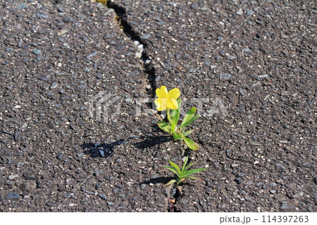 アスファルトのひび割れに咲いた可愛らしい黄色の草花 114397263