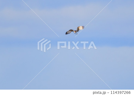 獲物を探してホバリングする美しいミサゴ(タカ目)。日本国栃木県栃木市、渡良瀬遊水地にて。 ラムサール 獲物を探してホバリングする美しいミサゴ(タカ目)。日本国栃木県栃木市、渡良瀬遊水地にて。 ラムサール 114397266