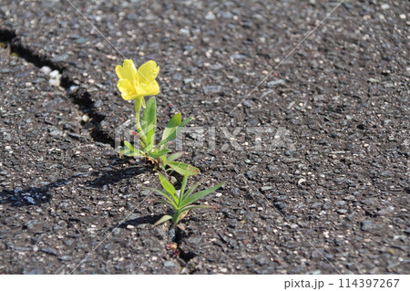 アスファルトのひび割れに咲いた可愛らしい黄色の草花 114397267