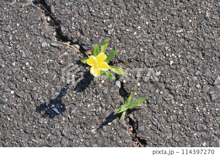アスファルトのひび割れに咲いた可愛らしい黄色の草花 114397270