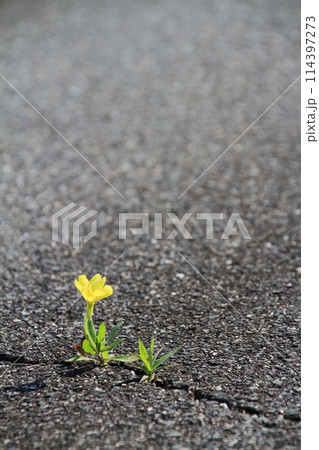 アスファルトのひび割れに咲いた可愛らしい黄色の草花 114397273