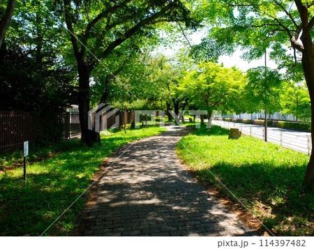 新緑の埼玉県新座緑道 114397482