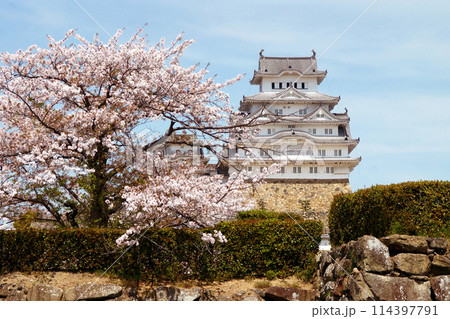 日本の城 姫路城 満開の桜に彩られた春の景観 日本の城 姫路城 満開の桜に彩られた春の景観 114397791