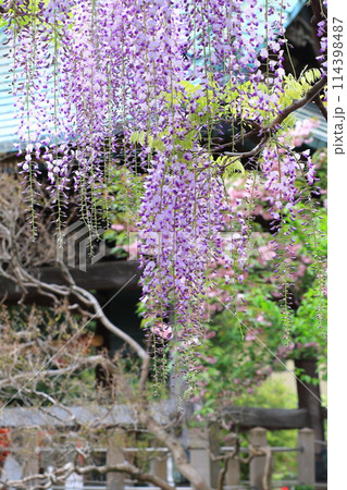 西新井大師 満開の藤の花 西新井大師 満開の藤の花 114398487
