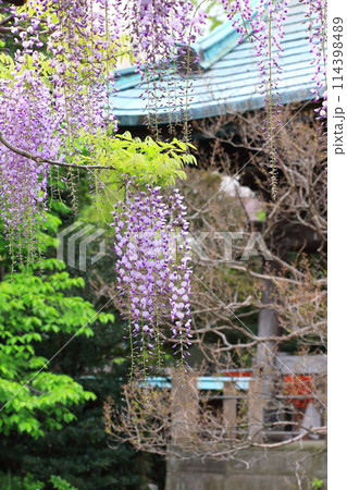 西新井大師　牡丹園　（足立区西新井）　　　 114398489